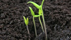how to make tomato seeds germinate faster