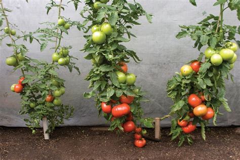 benefits of grafting tomato healthy tomatoes