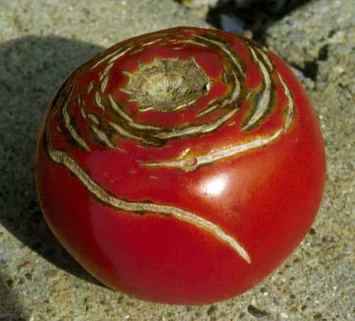concentric cracking in tomatoes