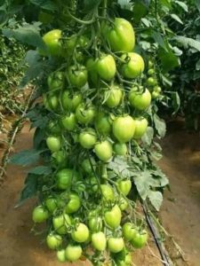 growing crack free tomatoes drip irrigation