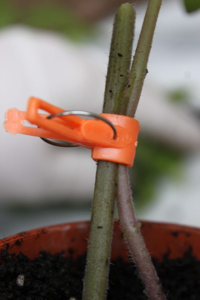 side grafted tomato stems