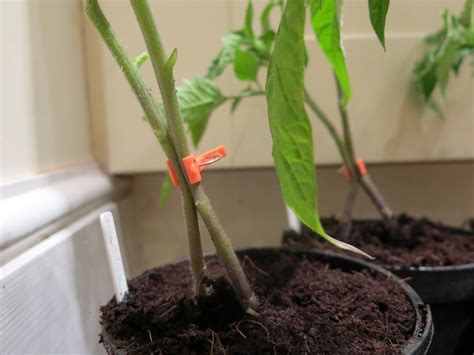 side grafting tomatoes clips