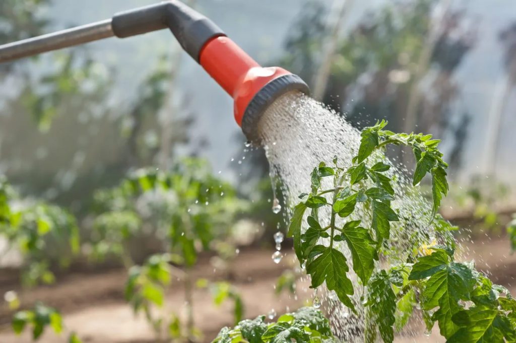 How often should you water tomato plants