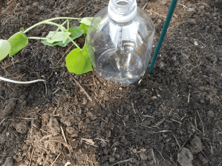 bottle drip irrigation system