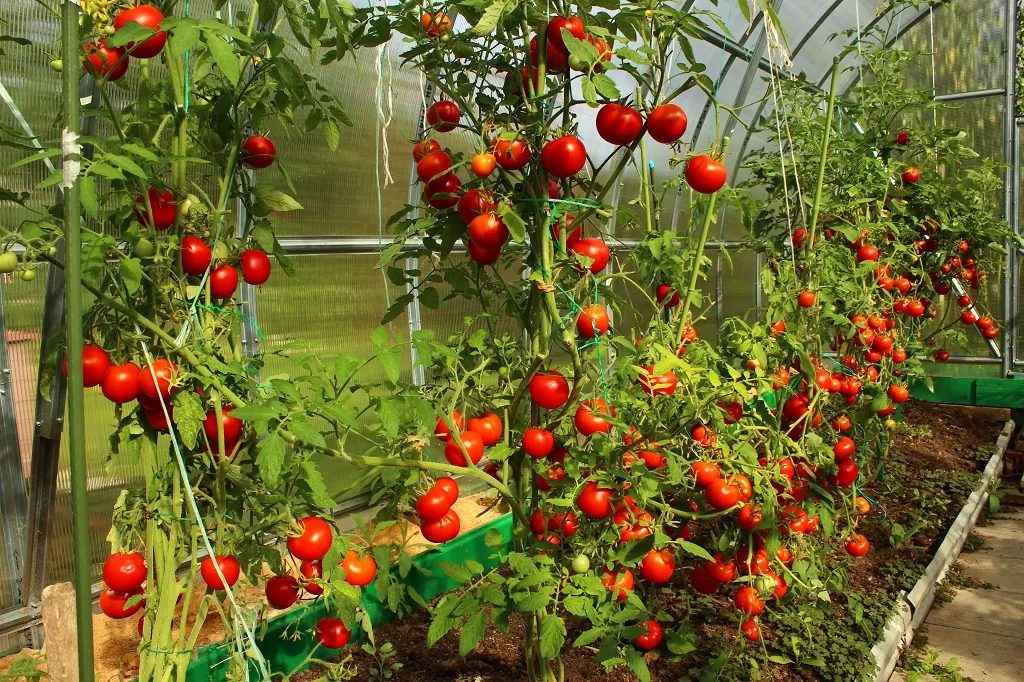 how to space indeterminate tomato plants in a 4x4 raised bed
