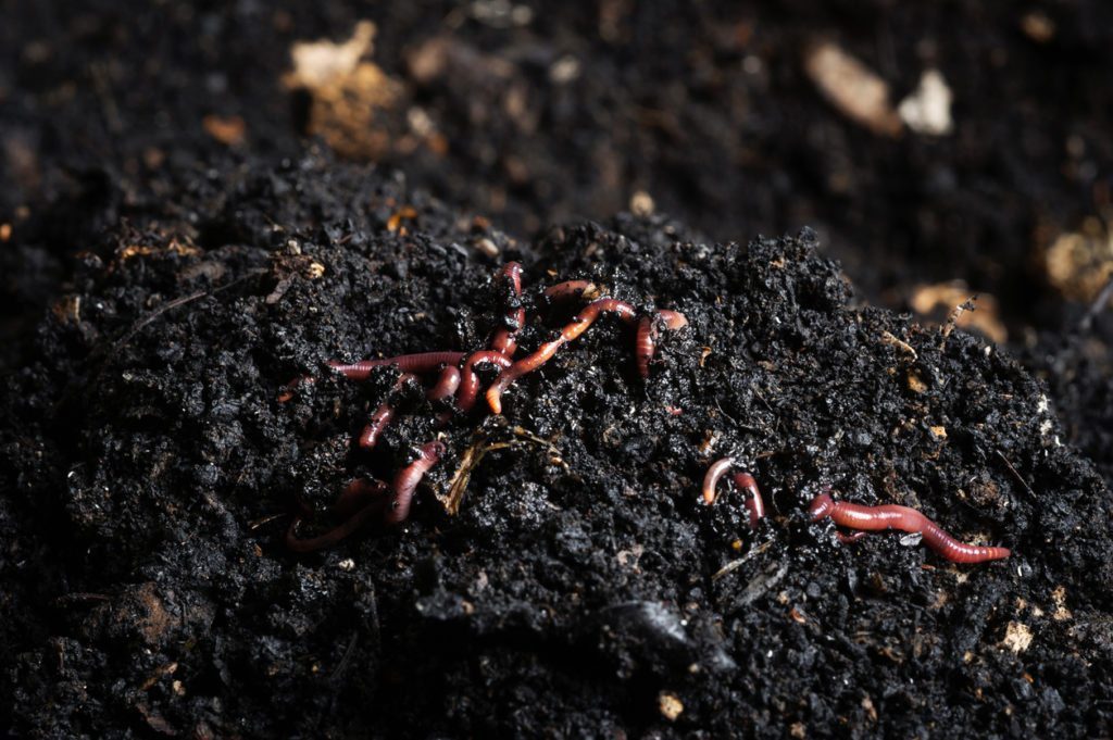 worms improve soil drainage