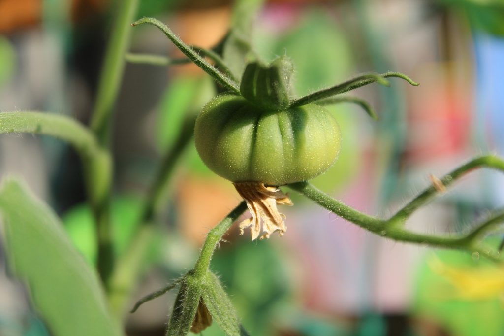 young deformed tomato fruit