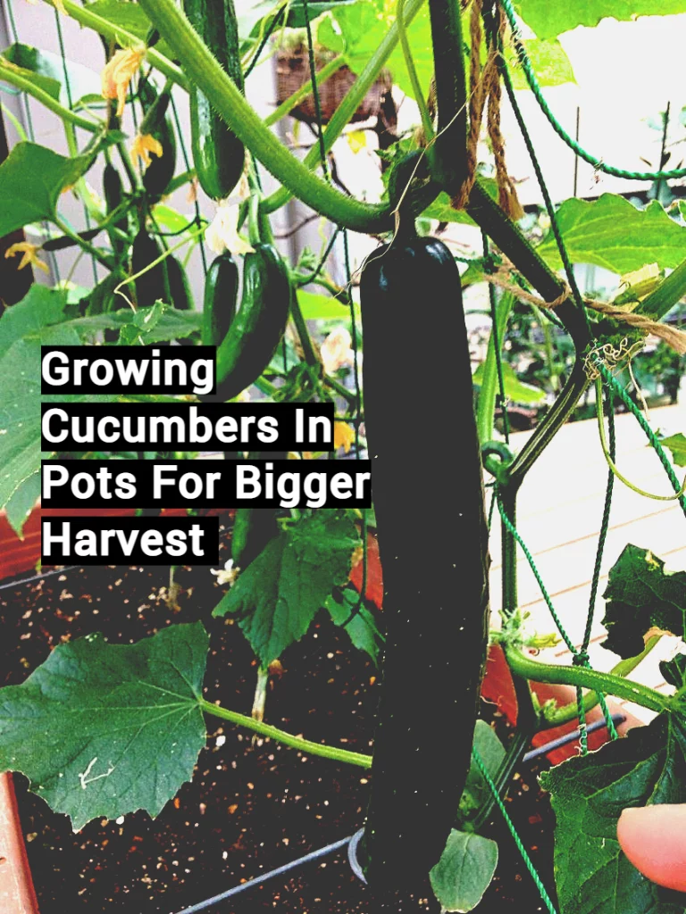growing-cucumbers-in-pots-_1_