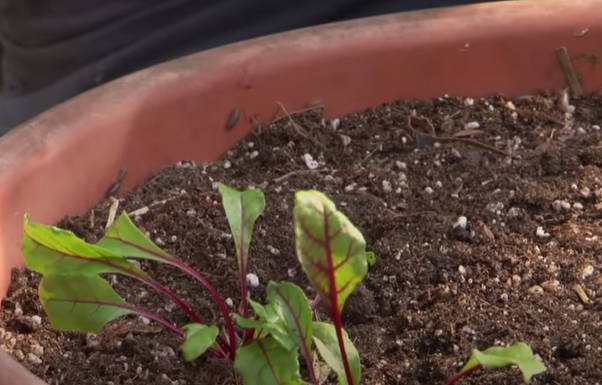 transplanting-beets-can-you-transplant-beets