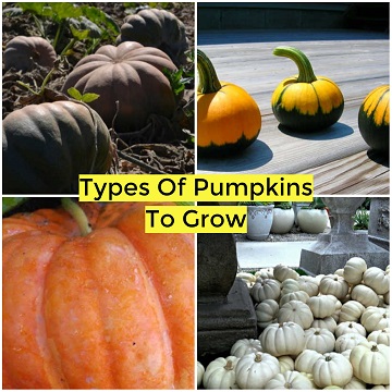 50 types of pumpkins to grow
