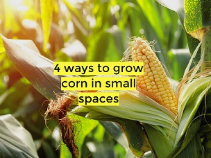 growing corn in small spaces