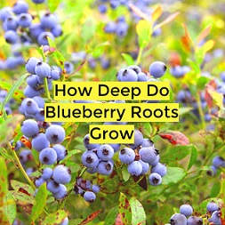 how-deep-do-blueberry-roots-grow
