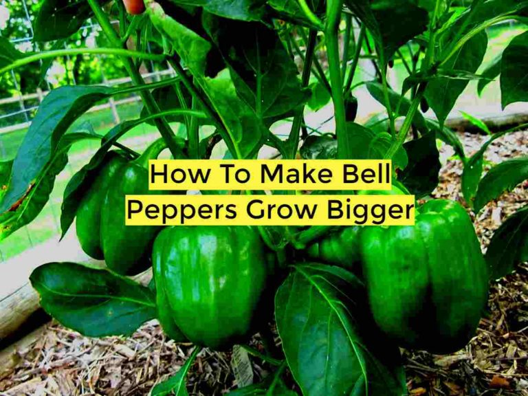 how to make bell peppers grow bigger
