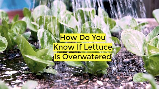 How Do You Know If Lettuce Is Overwatered